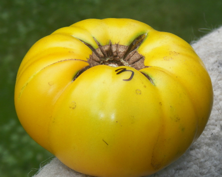 Tomato 'Star Gold' Gusta mini Yellow Grafted